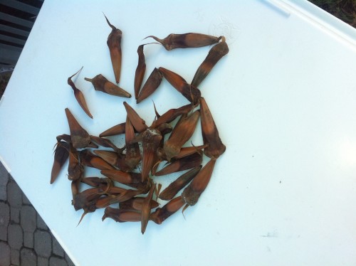 Semințele de pin chilian, culese din Anglia
